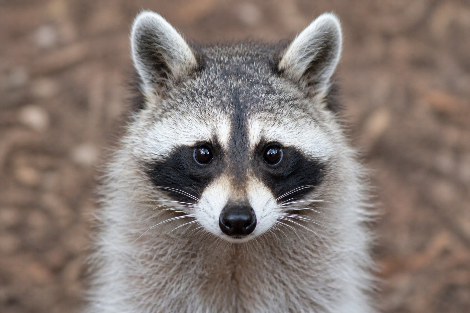 Raton laveur dangereux : pourquoi cet animal représente-t-il une menace ?