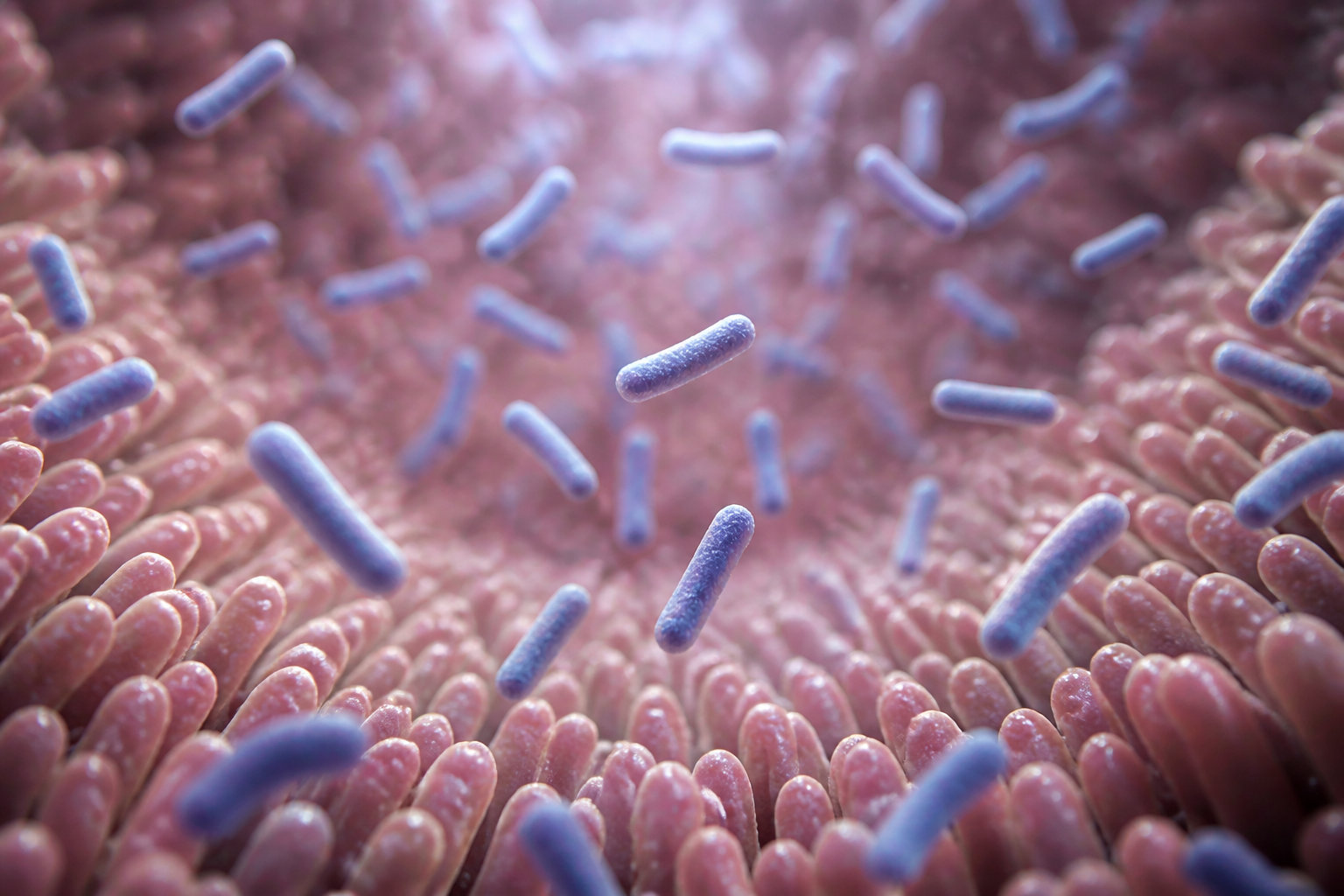 Remède de grand-mère : comprendre l'équilibre du microbiote