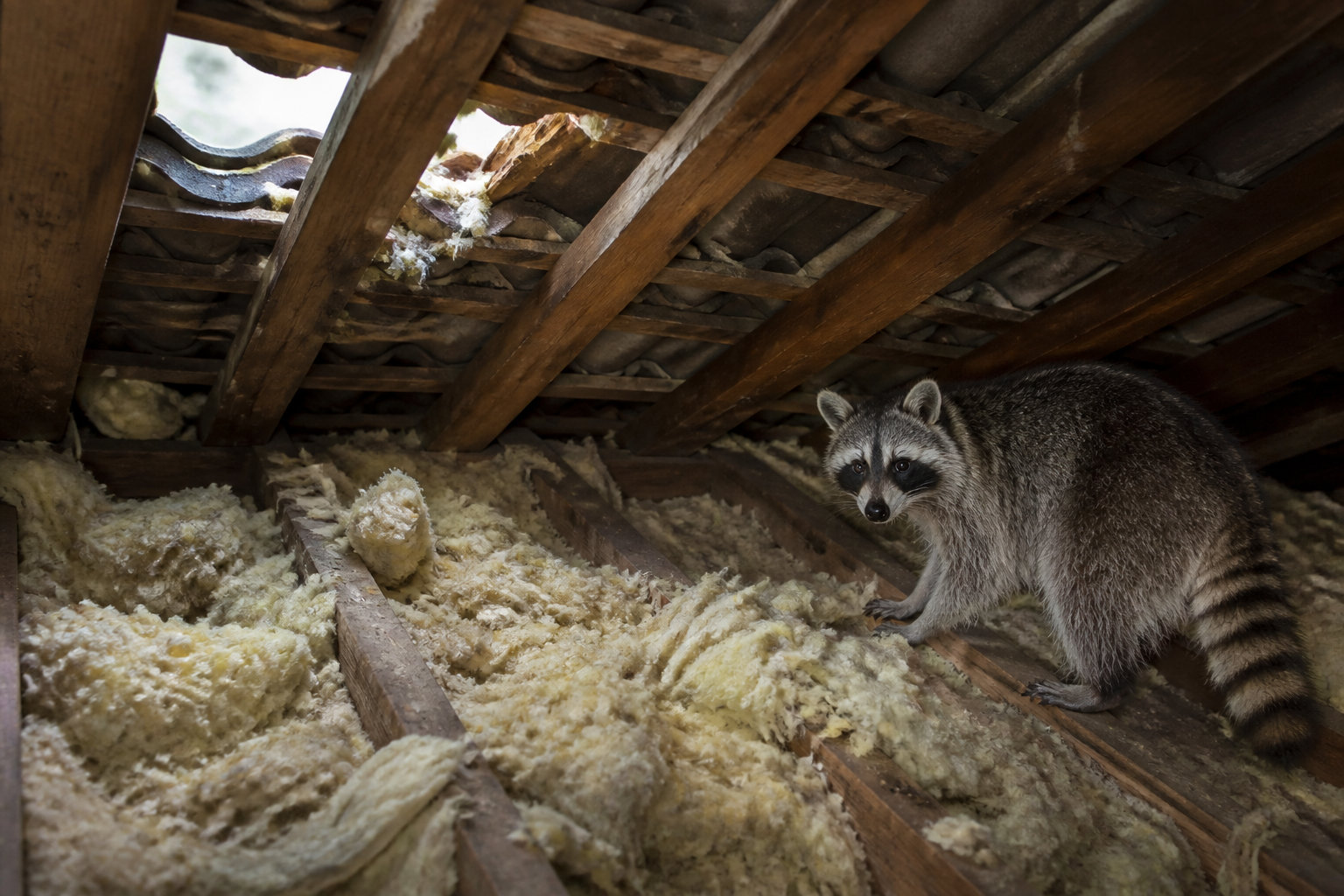 Dégâts matériels et impact sur la structure de l'habitat