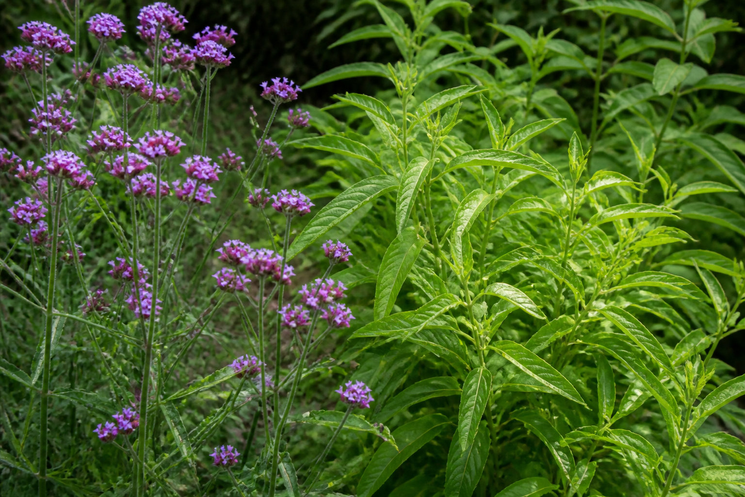 Verveine bienfaits : distinguer l'officinale de l'odorante