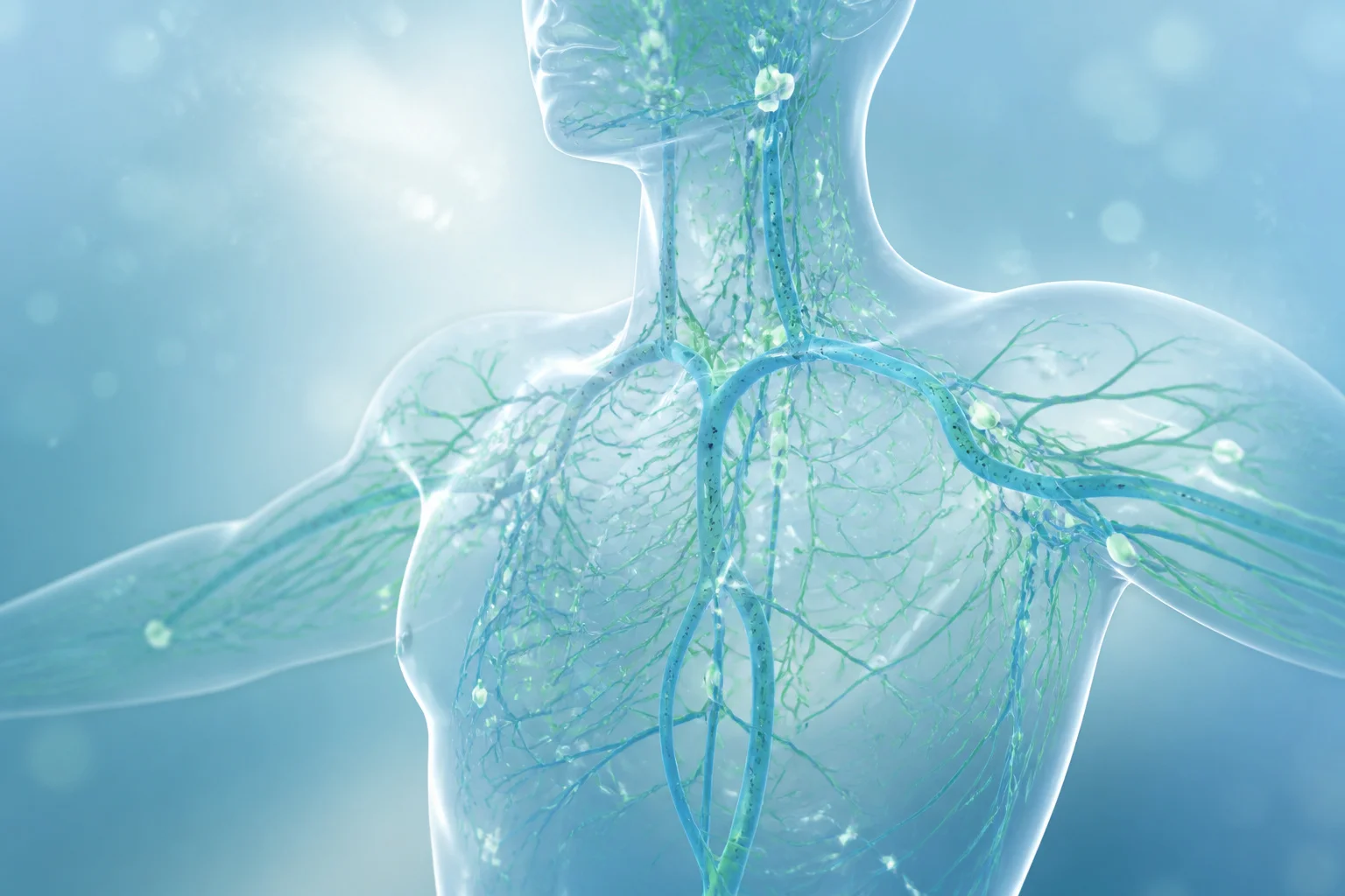 Systeme lymphatique humain